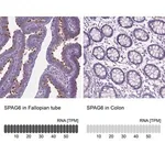 Merck Anti-SPAG6 antibody produced in rabbit