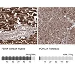 Merck Anti-PDHX antibody produced in rabbit