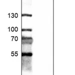 Merck Anti-STX6 antibody produced in rabbit
