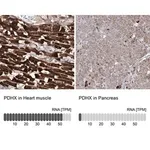 Merck Anti-PDHX antibody produced in rabbit