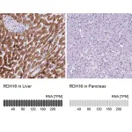 Merck Anti-RDH16 antibody produced in rabbit