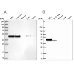 Merck Anti-RCN1 antibody produced in rabbit