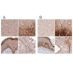 Merck Anti-HAL antibody produced in rabbit