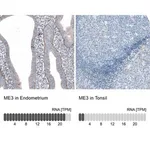 Merck Anti-ME3 antibody produced in rabbit