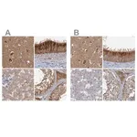 Merck Anti-TOLLIP antibody produced in rabbit