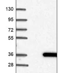 Merck Anti-CUTC antibody produced in rabbit