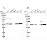 Merck Anti-TALDO1 antibody produced in rabbit