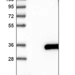 Merck Anti-CXorf56 antibody produced in rabbit