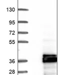 Merck Anti-CDC42EP2 antibody produced in rabbit