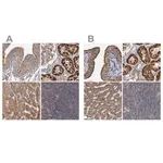 Merck Anti-CEP68 antibody produced in rabbit