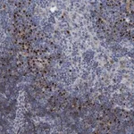 Merck Anti-C20orf196 antibody produced in rabbit
