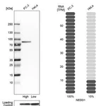 Merck Anti-NEDD1 antibody produced in rabbit