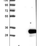 Merck Anti-DTD1 antibody produced in rabbit