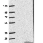 Merck Anti-MMGT1 antibody produced in rabbit