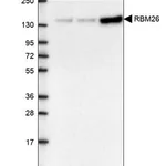 Merck Anti-RBM26 antibody produced in rabbit