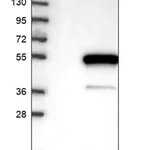 Merck Anti-POC1A antibody produced in rabbit