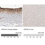 Merck Anti-UPK1B antibody produced in rabbit