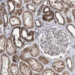 Merck Anti-BCKDHB antibody produced in rabbit