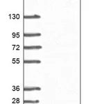 Merck Anti-ACYP1 antibody produced in rabbit