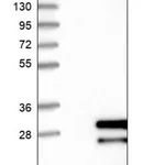 Merck Anti-ZNF8 antibody produced in rabbit