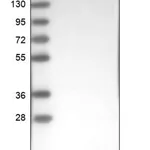 Merck Anti-ACYP2 antibody produced in rabbit