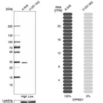 Merck Anti-CPPED1 antibody produced in rabbit
