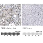 Merck Anti-FOXC1 antibody produced in rabbit