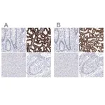 Merck Anti-CSN3 antibody produced in rabbit