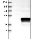 Merck Anti-ZNF488 antibody produced in rabbit