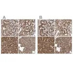 Merck Anti-MUT antibody produced in rabbit