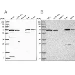 Merck Anti-RNPEP antibody produced in rabbit