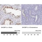 Merck Anti-SHCBP1L antibody produced in rabbit