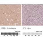 Merck Anti-KIF5C antibody produced in rabbit