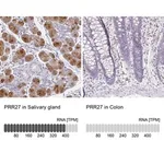 Merck Anti-PRR27 antibody produced in rabbit
