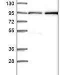 Merck Anti-RPP14 antibody produced in rabbit