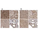Merck Anti-TRAIP antibody produced in rabbit