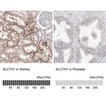 Merck Anti-SLC7A7 antibody produced in rabbit