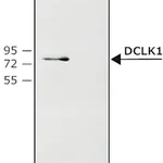 Merck Anti-DCLK1 antibody produced in rabbit