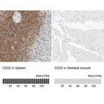 Merck Anti-CD22 antibody produced in rabbit