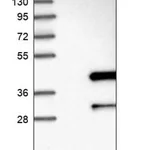 Merck Anti-ANKRD23 antibody produced in rabbit