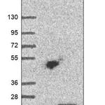 Merck Anti-TMEM69 antibody produced in rabbit