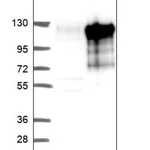 Merck Anti-REPS1 antibody produced in rabbit