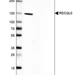 Merck Anti-RECQL5 antibody produced in rabbit