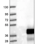 Merck Anti-LURAP1 antibody produced in rabbit
