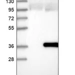 Merck Anti-RWDD2A antibody produced in rabbit