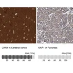 Merck Anti-OXR1 antibody produced in rabbit