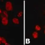 Merck Anti-PSPC1 (N-terminal) antibody produced in rabbit