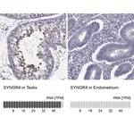 Merck Anti-SYNGR4 antibody produced in rabbit