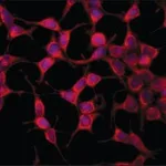 Merck Anti-AS160 antibody produced in rabbit