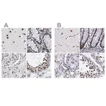 Merck Anti-SF3A1 antibody produced in rabbit